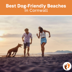 Best Dog-Friendly Beaches In Cornwall